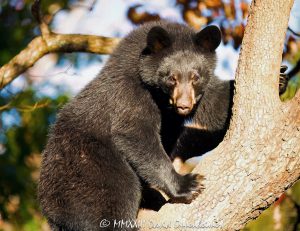 Bear in Dogwood Tree
