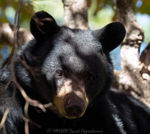 Big Bear in Dogwood Tree Close-Up Portrait
