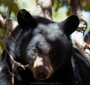 Big Bear in Dogwood Tree Close-Up Portrait