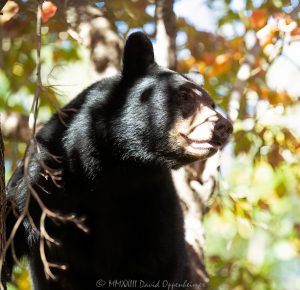 Big Bear in Dogwood Tree