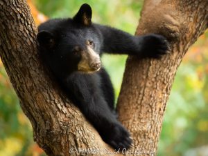 Young Bear in Dogwood Tree