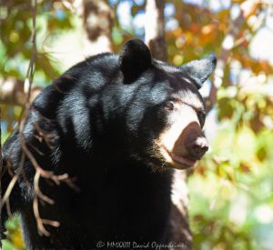 Big Bear in Dogwood Tree