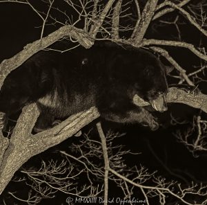 Black Bear in Dogwood Tree at Night