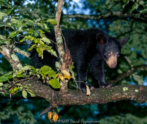 Bear Cub in Dogwood Tree