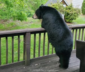 Bear Standing Up on a Backyard Deck
