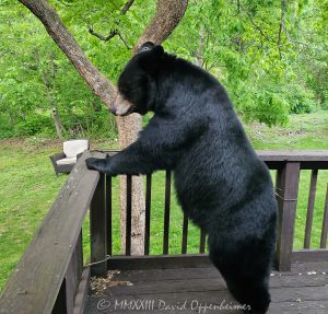 Bear Standing Up on a Backyard Deck