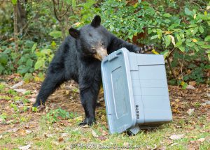 Bear vs Rubbermaid Brute Container