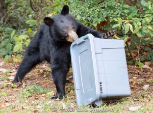 Bear vs Rubbermaid Brute Container