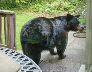 Giant Black Bear