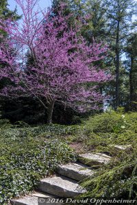 Biltmore Estate Shrub Garden in Spring