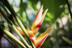 Bird of Paradise Flower in Jamaica