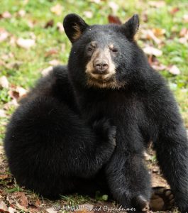 Bear Portrait