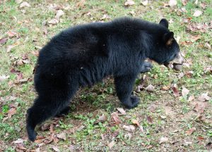 Black Bear Walking with a Black Walnut