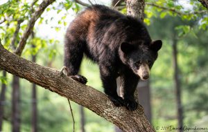 Black Bear in Dogwood Tree