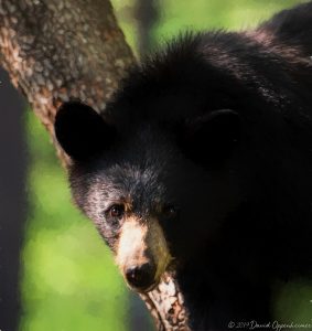 Black Bear in Dogwood Tree