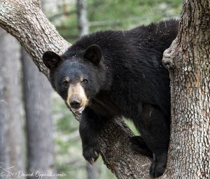 Black Bear in Dogwood Tree