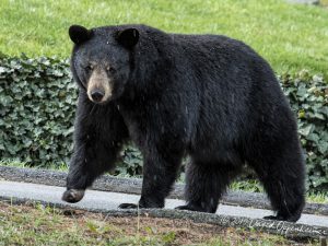 Black Bear in North Asheville