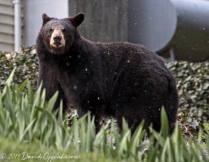 Black Bear in North Asheville
