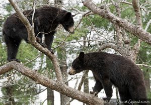 Black Bears in Dogwood Tree