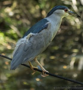 Black-crowned Night Heron