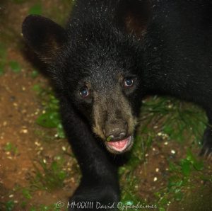 Bear Cub Portrait Close-up