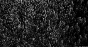 Balsam Fir Trees in Snow - Aerial Photo