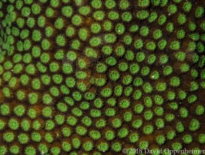 Boulder Star Coral - Orbicella annularis in Jamaica