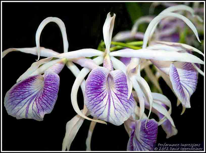 Asheville WNC Orchid Show NC Arboretum