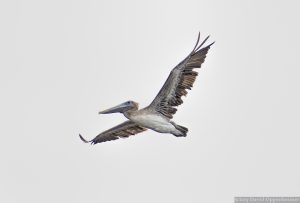 Brown Pelican Flying over Winyah Bay