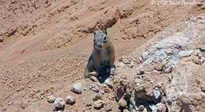 Chipmunk at Bryce Canyon National Park