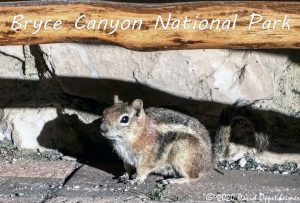 Chipmunk at Bryce Canyon National Park