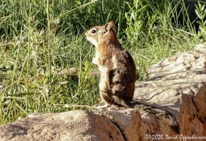 Chipmunk at Bryce Canyon National Park