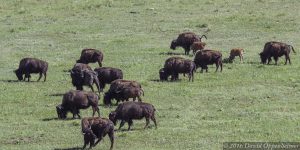 Buffalo Herd in Colorado Rocky Mountains