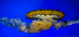 Jellyfish at California Academy of Sciences in San Francisco, California