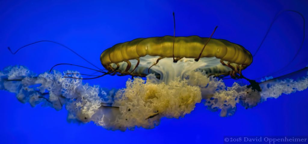 California_Academy_of_Sciences_San_Francisco_9416