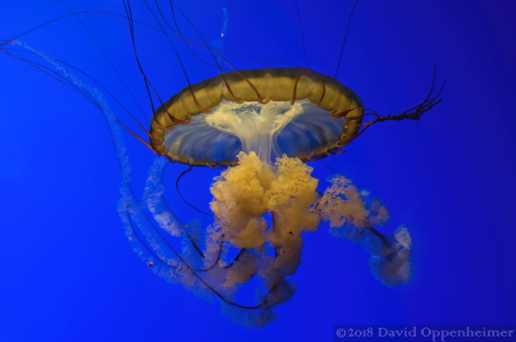 California_Academy_of_Sciences_San_Francisco_dsc_9403