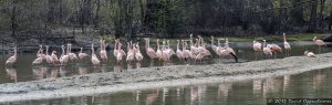 Caribbean Flamingos at The Bronx Zoo
