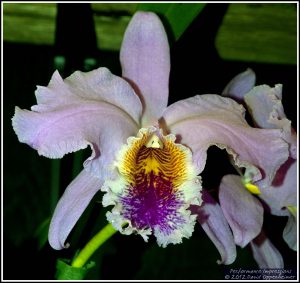 Cattleya mossiae Featherhill Orchid Flower