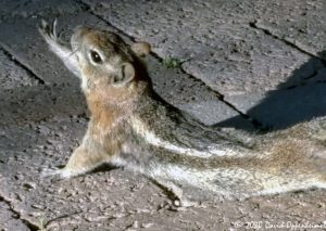 Chipmunk Morning Stretching at Bryce Canyon National Park