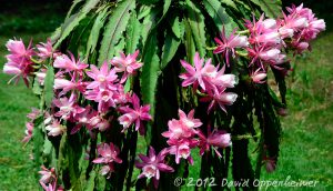 Christmas Cactus Flower - Schlumbergera truncata