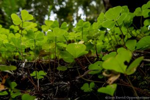 Clover in Montgomery Woods State Natural Reserve