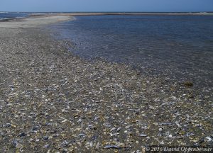 Edisto Island Beach Vacation Edisto Beach Botany Bay Shell Island 137 2