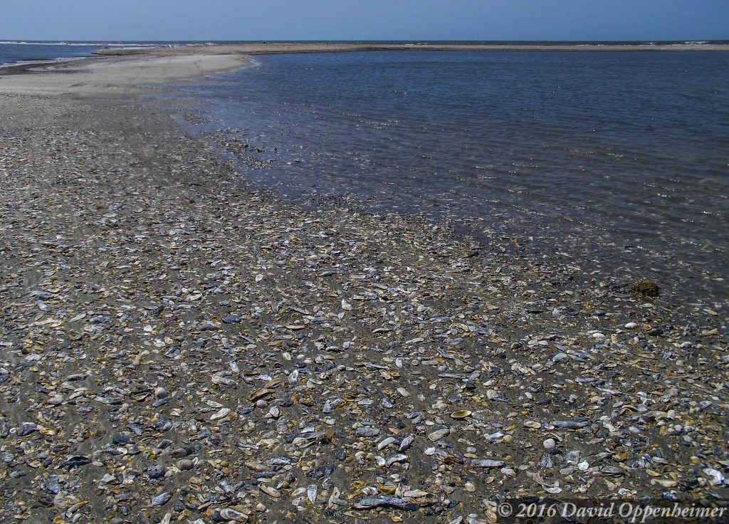 Edisto Island, South Carolina - Shell Island