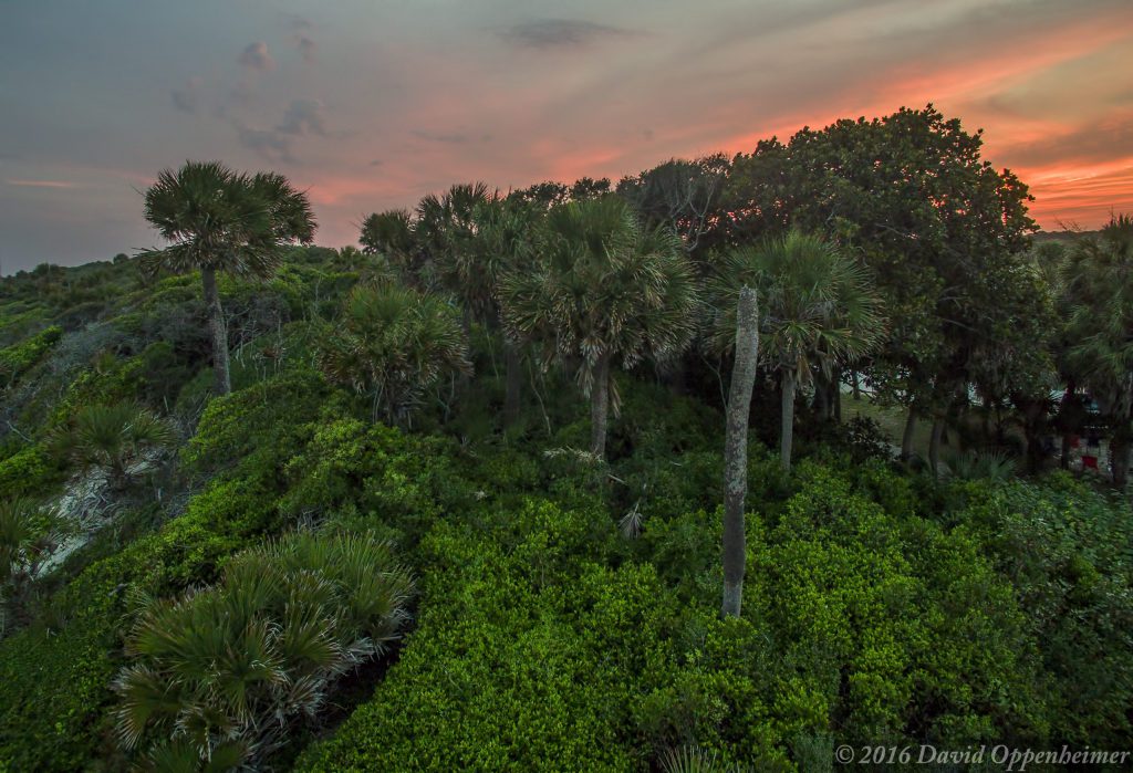 Edisto Beach State Park