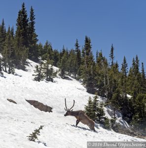 Elk in Snow in Rocky Mountain National Park in Colorado