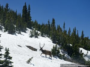 Elk in Snow in Rocky Mountain National Park in Colorado