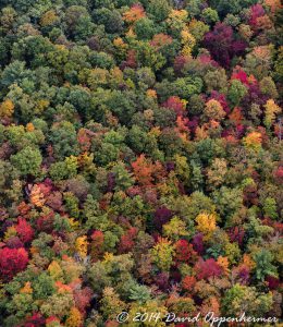 Nantahala National Forest Fall Colors