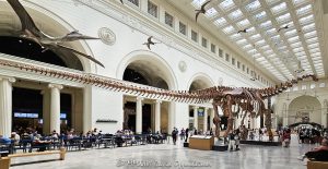Field Museum Stanley Field Hall with Máximo the Titanosaur in Chicago Field Museum Stanley Field Hall interior in Chicago, Illinois, with Máximo the Titanosaur extending through the monumental central hall of the renowned natural history museum beneath suspended pterosaurs. The 122-foot cast of Patagotitan mayorum is framed by the hall’s soaring arches, columns, vaulted ceiling and skylights, combining paleontology, natural history and the Field Museum’s historic neoclassical architecture – © 2026 David Oppenheimer – Performance Impressions photography archives https://performanceimpressions.com
