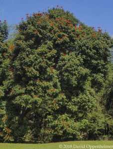 Spathodea campanulata - African Tulip Tree in Ocho Rios, Jamaica