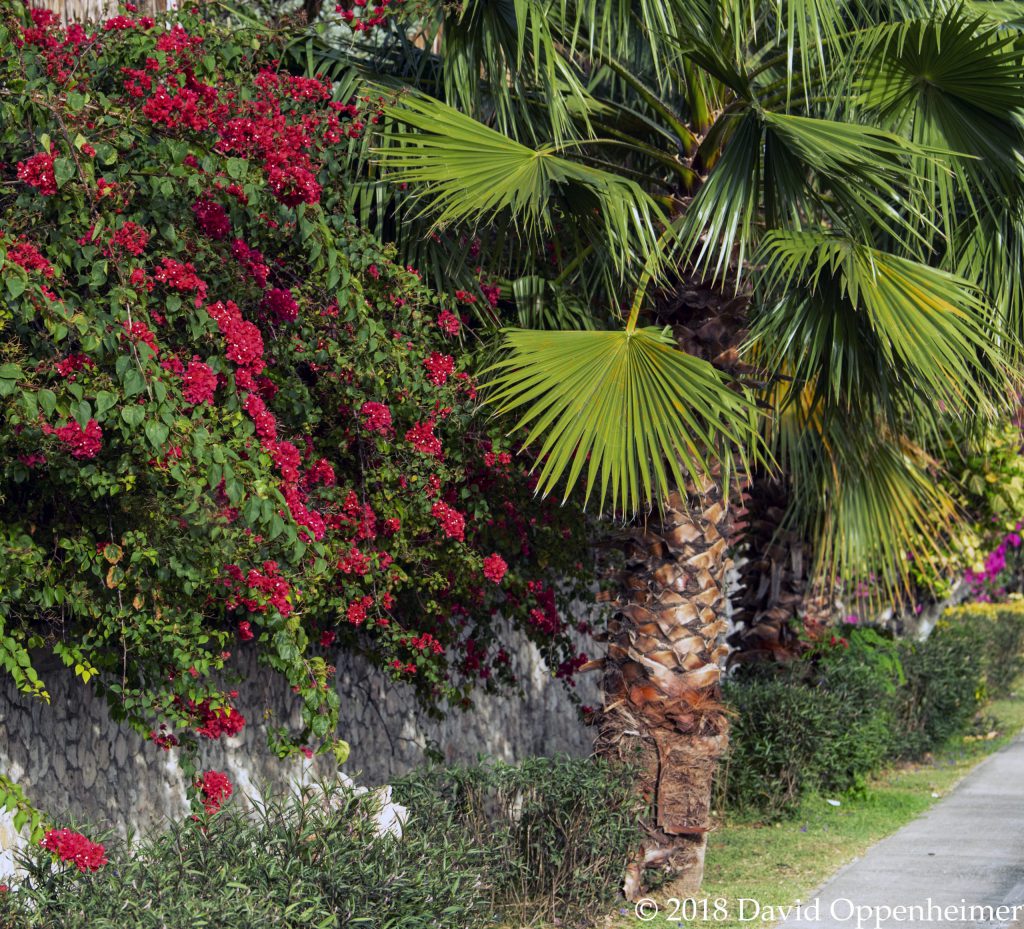 Flora Of Jamaica